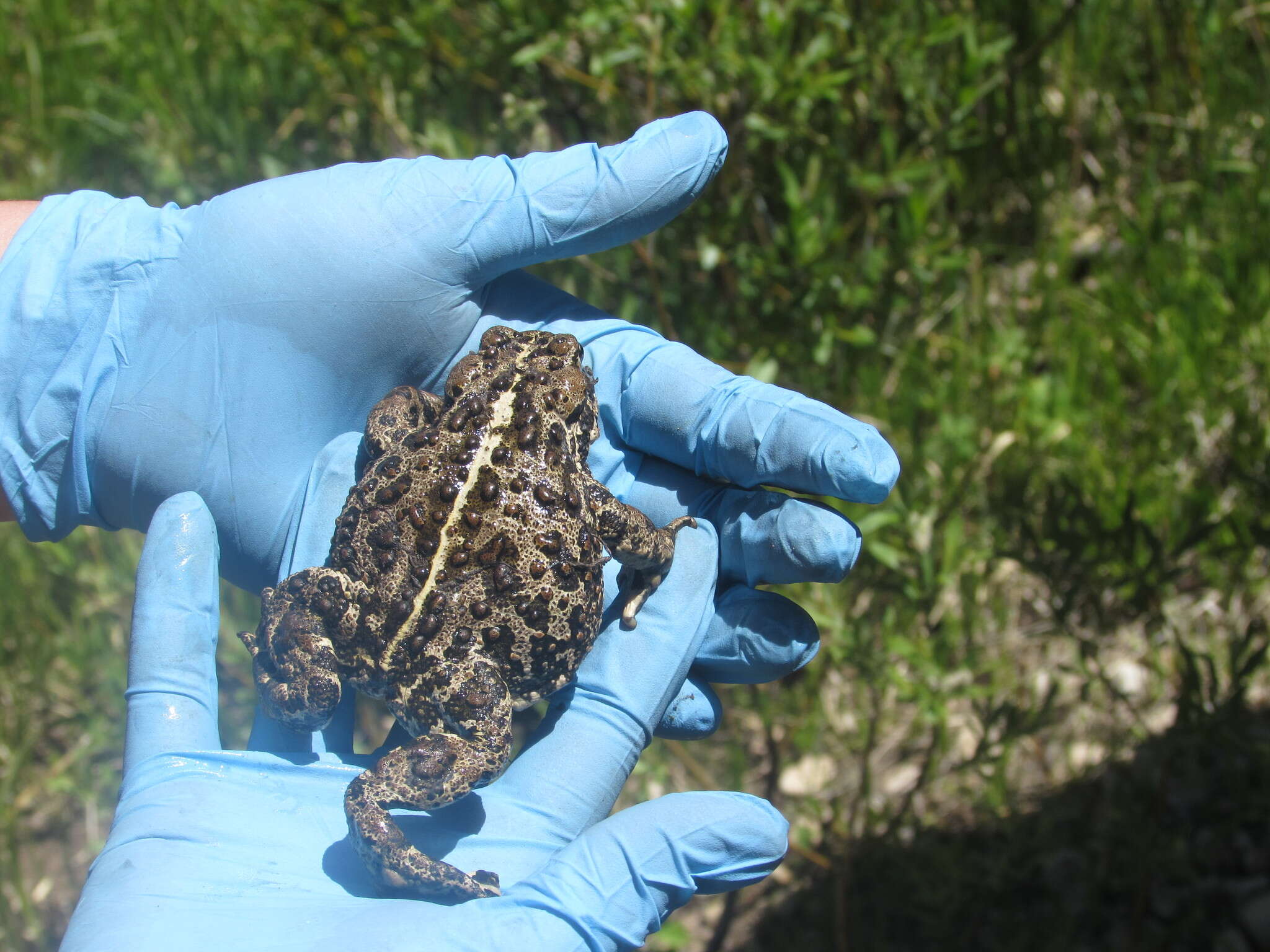 Image of Anaxyrus boreas boreas