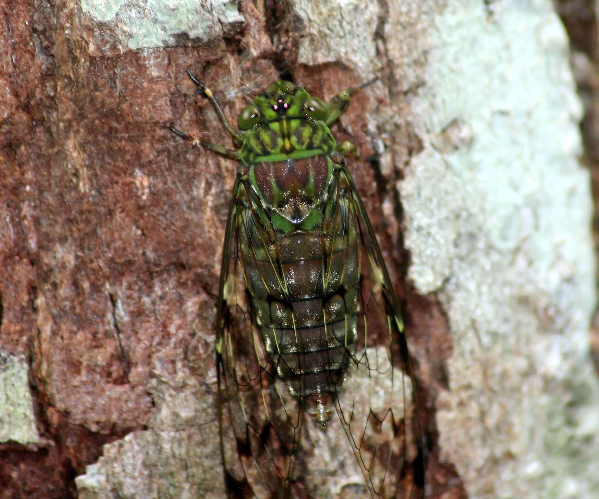 Pomponia linearis (Walker & F. 1850)的圖片