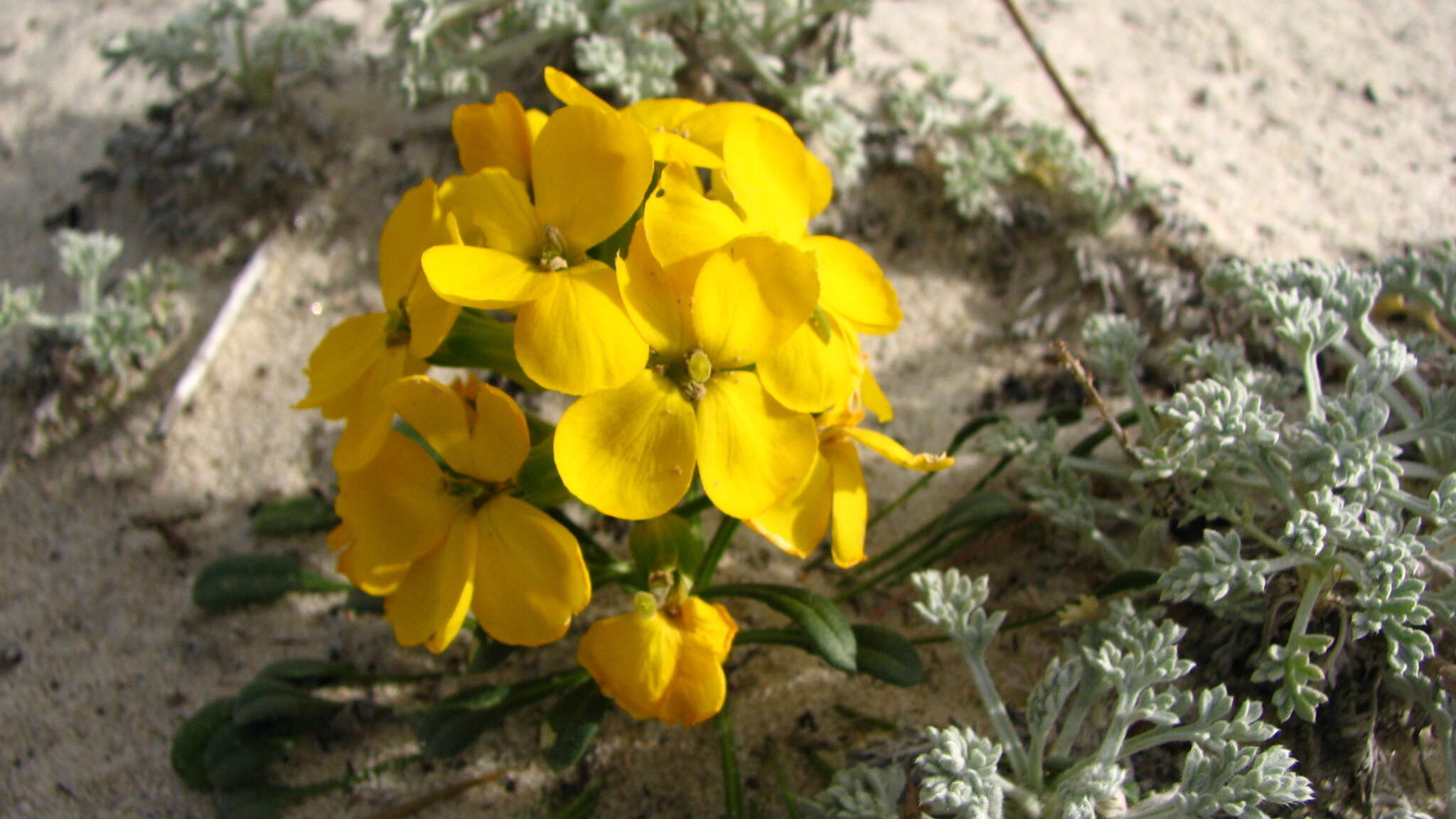 Imagem de Erysimum menziesii (Benth. & Hook. fil.) Wettst.