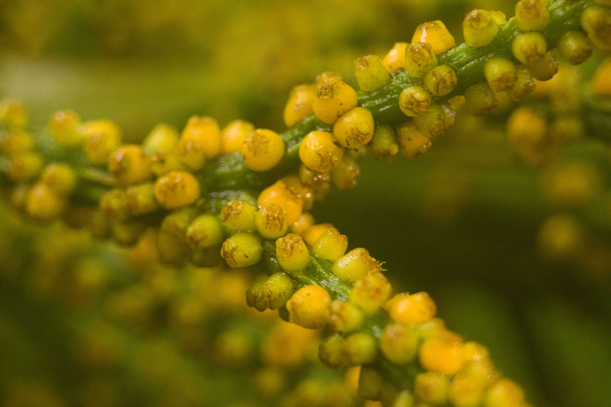 صورة Gunnera petaloidea Gaudich.