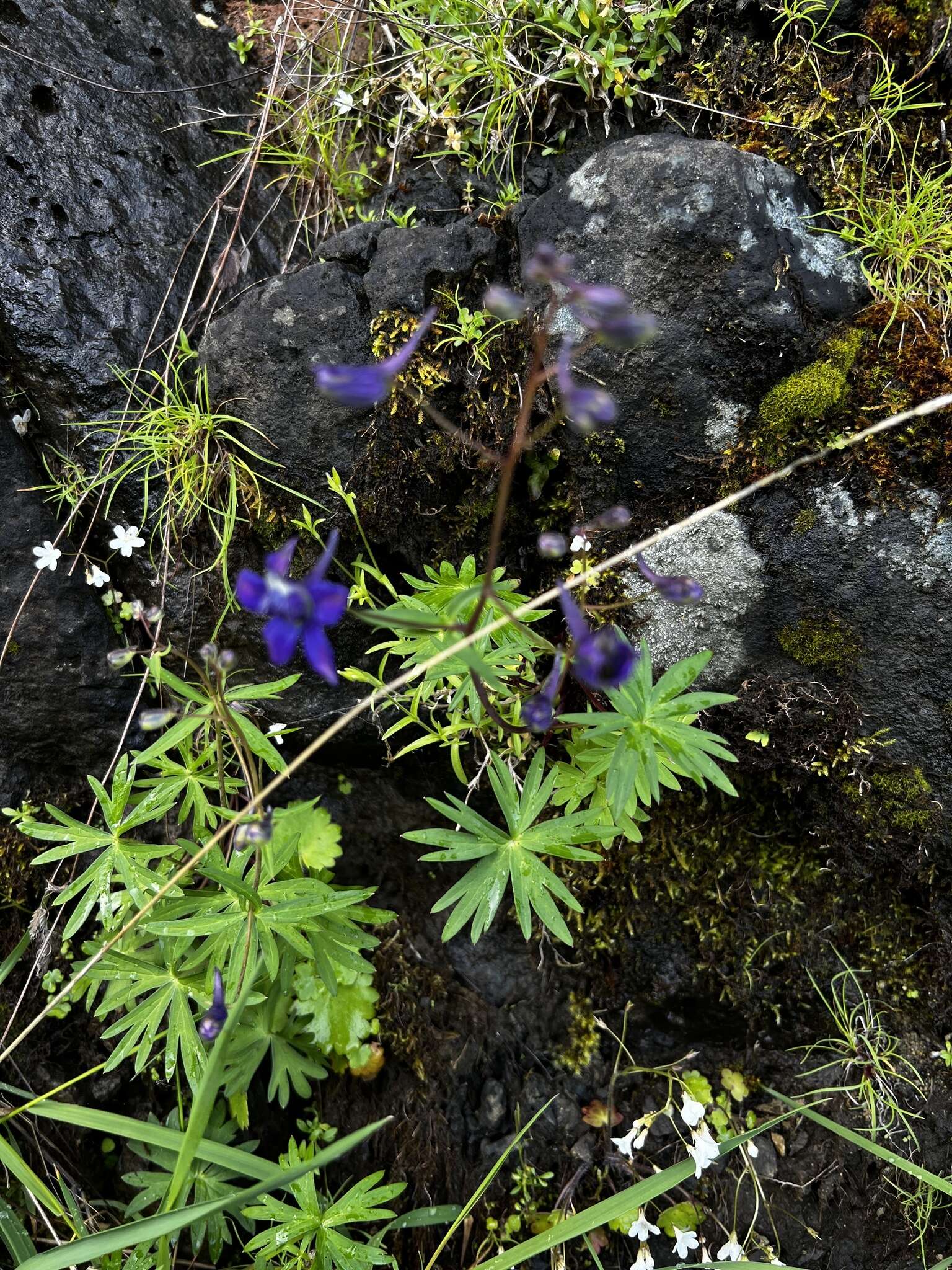 Plancia ëd Delphinium glareosum Greene