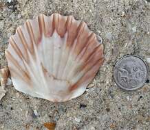 Image of Australian scallop