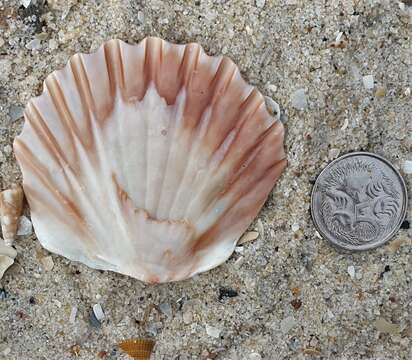 صورة Pecten fumatus Reeve 1852