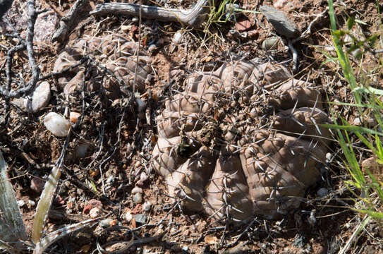 Image of Gymnocalycium bodenbenderianum A. Berger