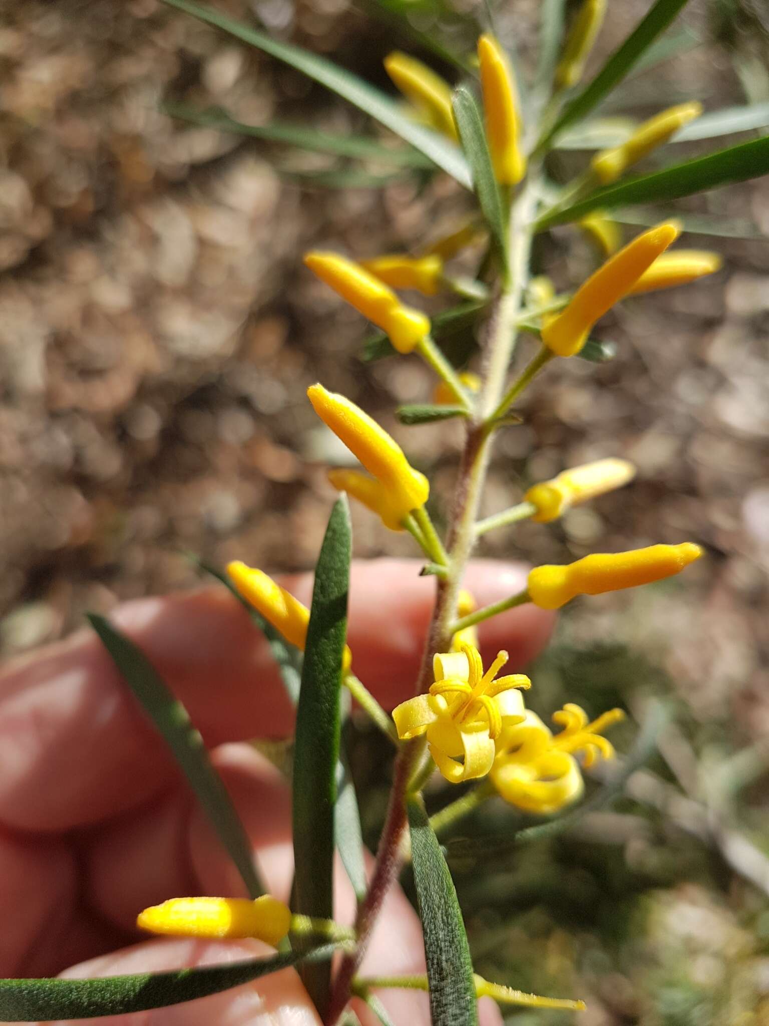 Plancia ëd Persoonia linearis Andr.