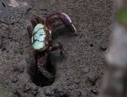 Image of swamp ghost crab