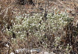 Image of Sand Everlasting