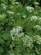 Imagem de Chaerophyllum aromaticum L.