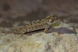 Image of Helmeted gecko