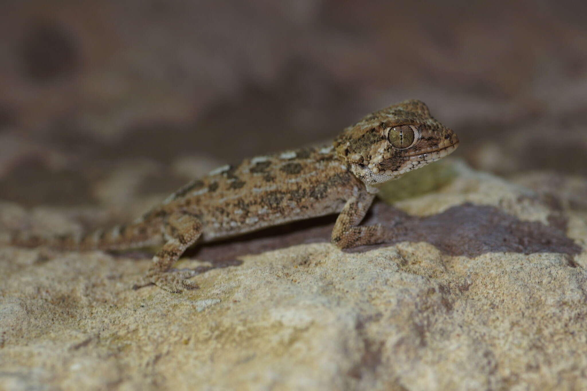 Image of Helmeted gecko