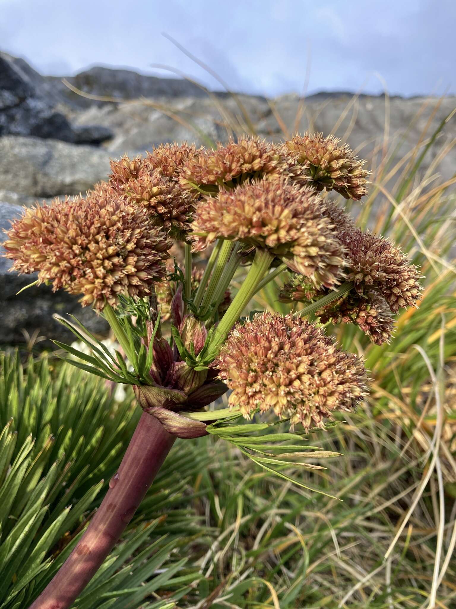 Image of Aciphylla congesta Cheeseman