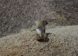 Image of white-tailed antelope squirrel