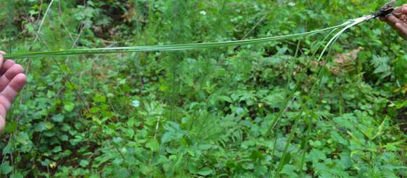 Image of Glossy-Seed Yellow Star-Grass