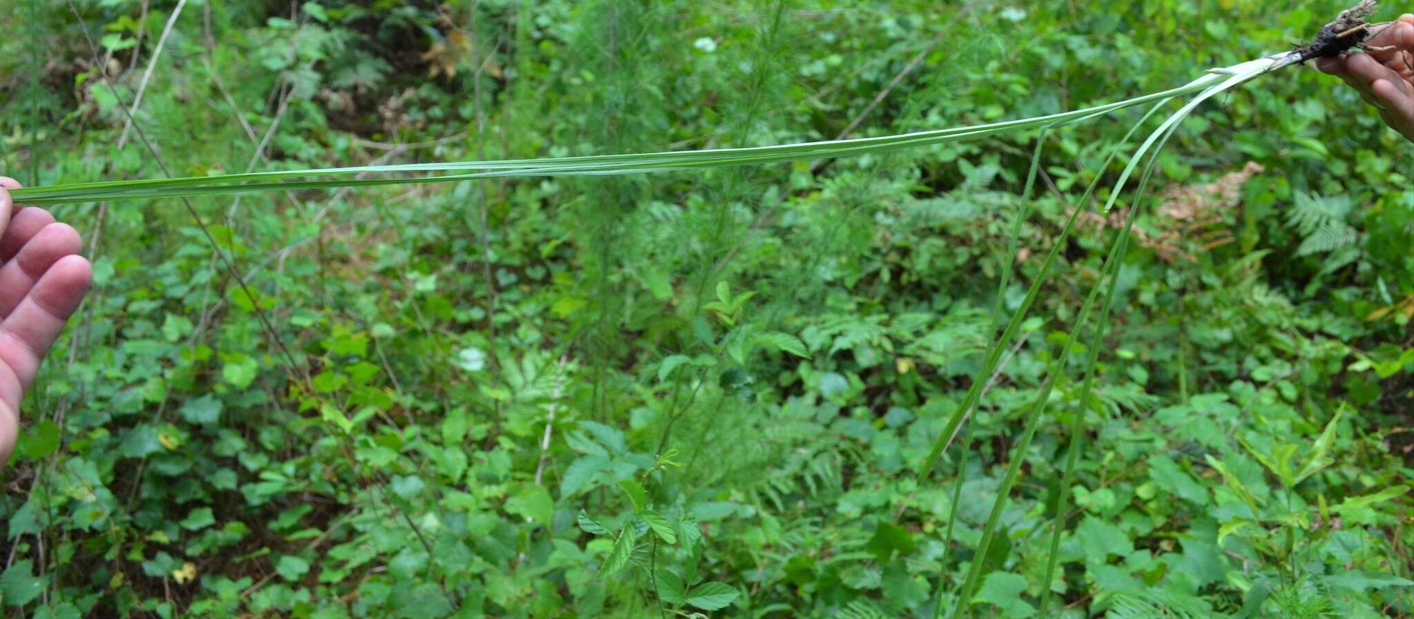 Image of Glossy-Seed Yellow Star-Grass