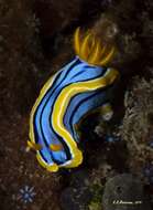 Image of Chromodoris elisabethina Bergh 1877