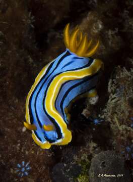 Image of Chromodoris elisabethina Bergh 1877