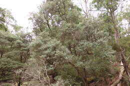 Sivun Leptospermum lanigerum (Ait.) Sm. kuva