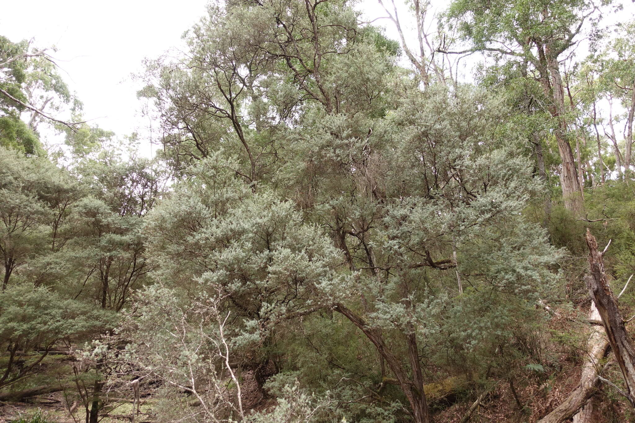 Sivun Leptospermum lanigerum (Ait.) Sm. kuva