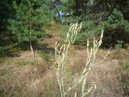 Sivun Tragopogon ucrainicus Artemczuk kuva