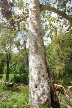 Image of Platanus gentryi Nixon & J. M. Poole