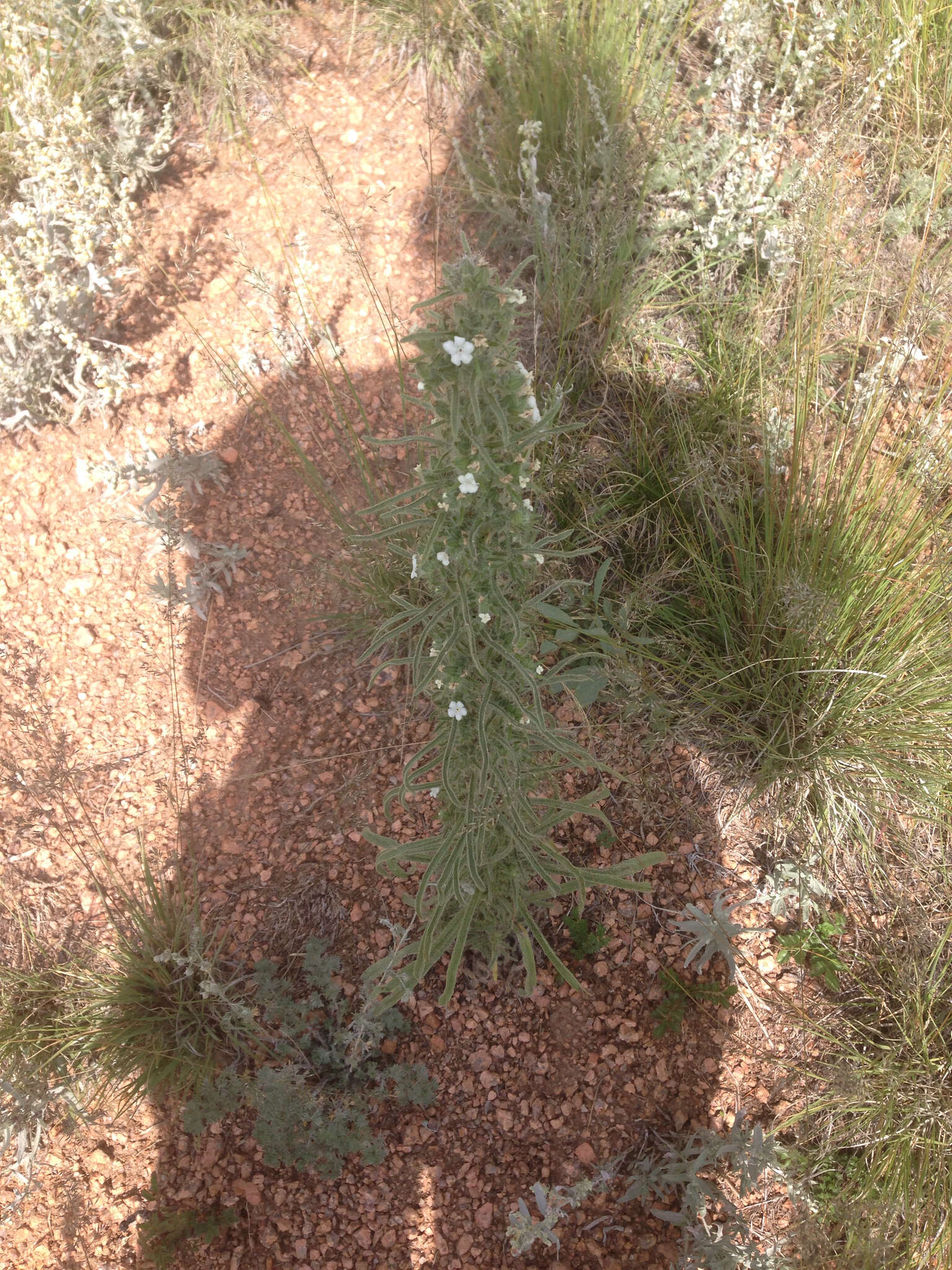 Image of miner's candle