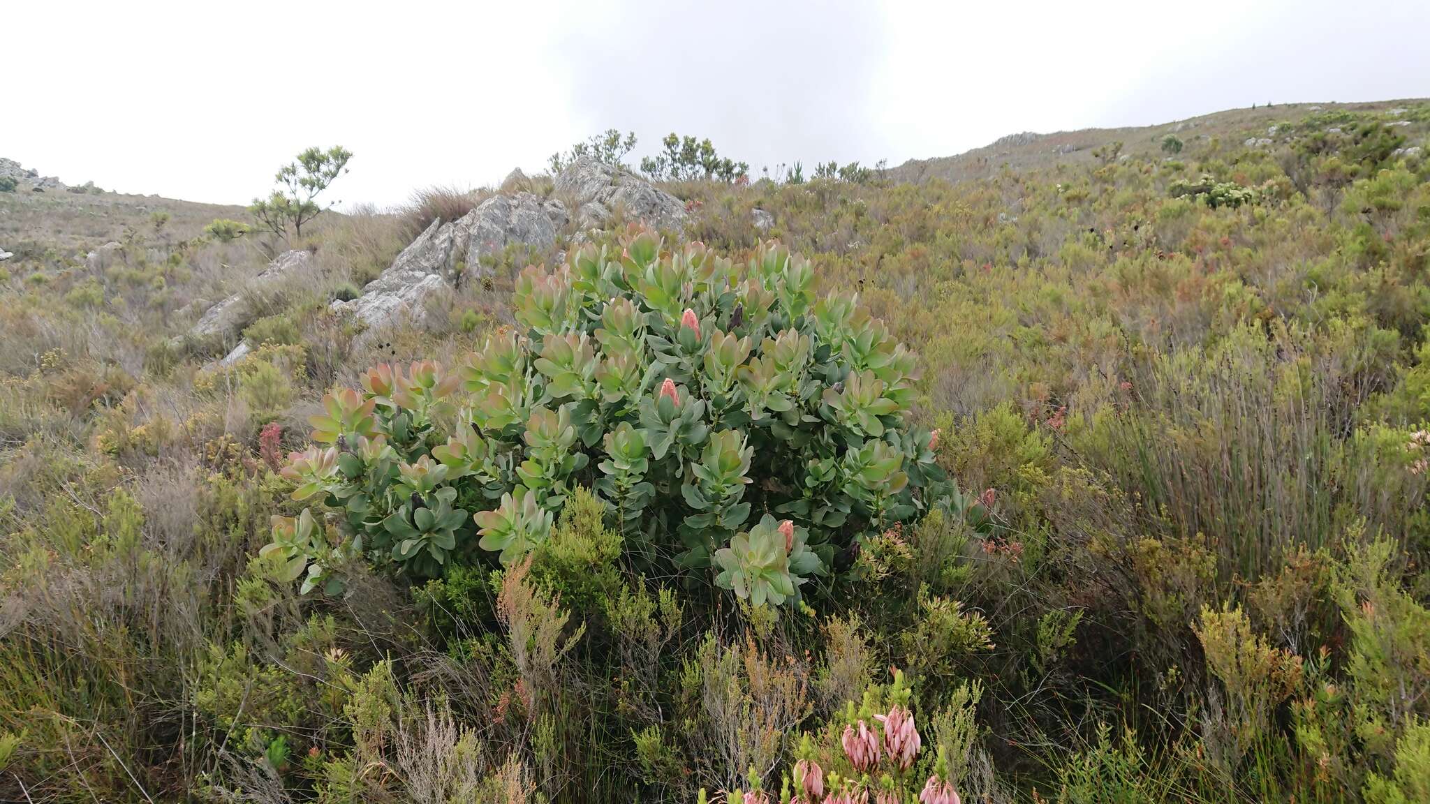 Plancia ëd Protea grandiceps Tratt.