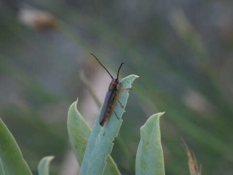 Image of Leafy Spurge Stem Boring Beetle