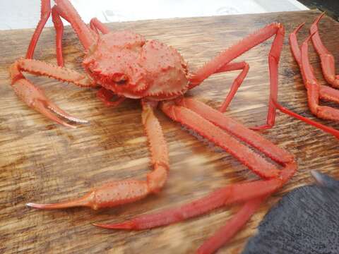 Image of grooved Tanner crab