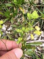 Image of Buckler Mustard