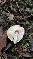 Image of Lepiota decorata Zeller 1929