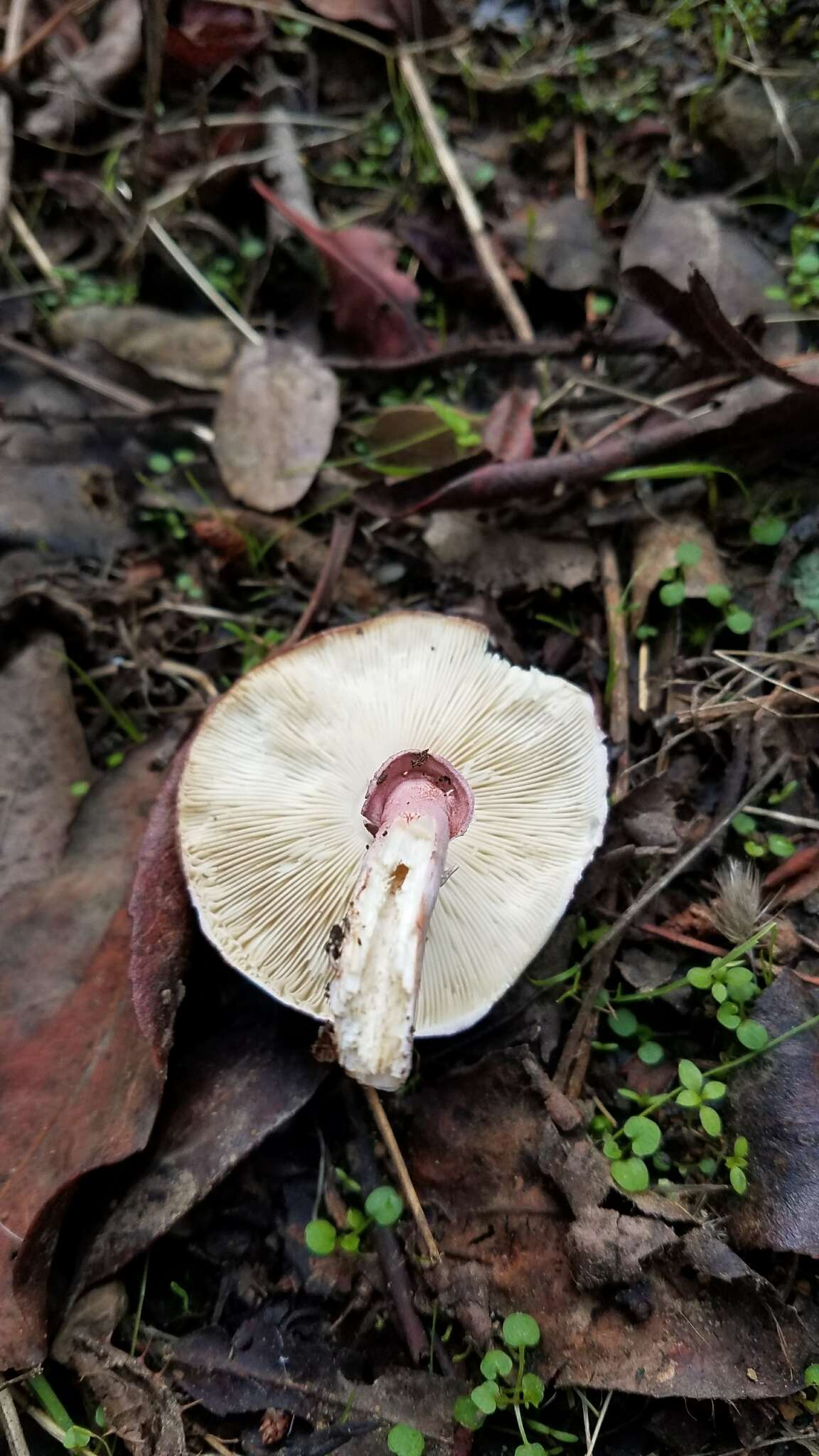 Image of Lepiota decorata Zeller 1929