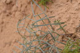 صورة Astragalus ceramicus Sheldon