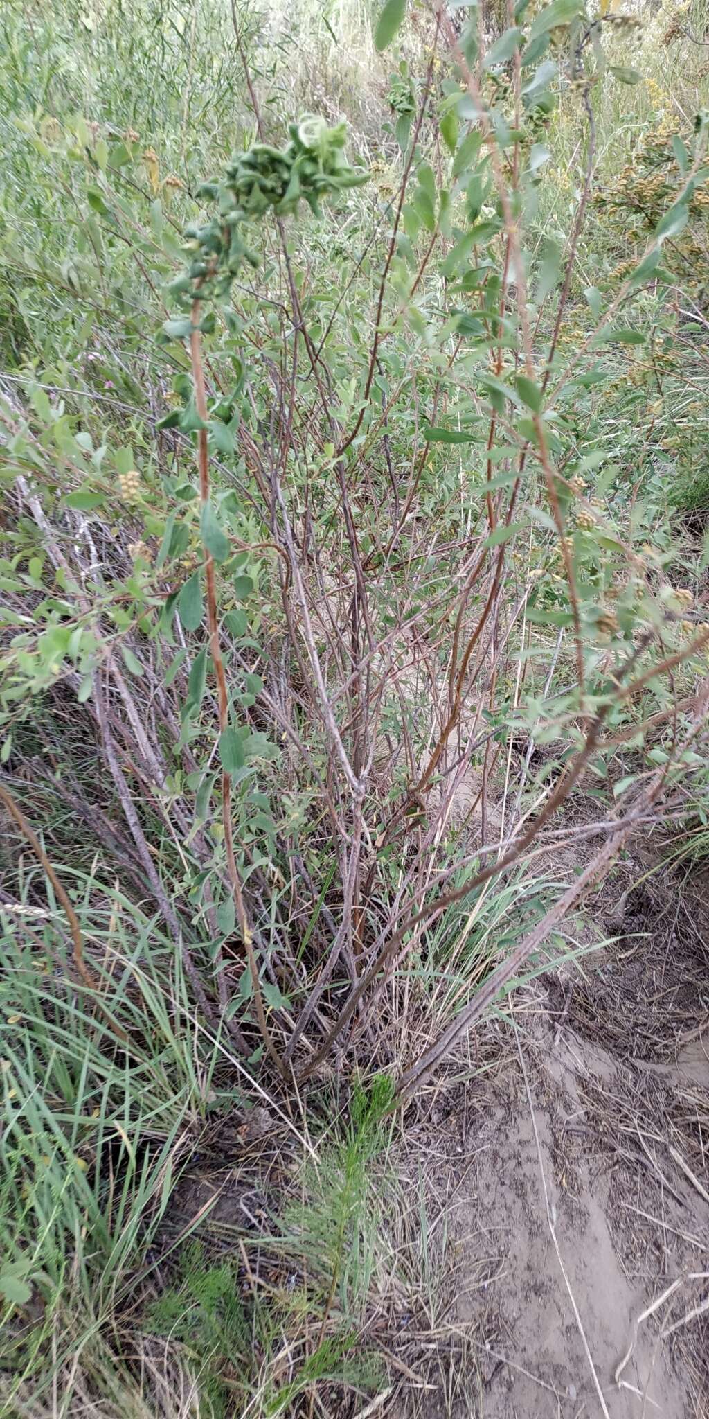 Image of Spiraea crenata L.