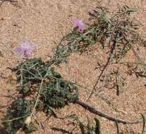 Слика од Centaurea odessana Prodan