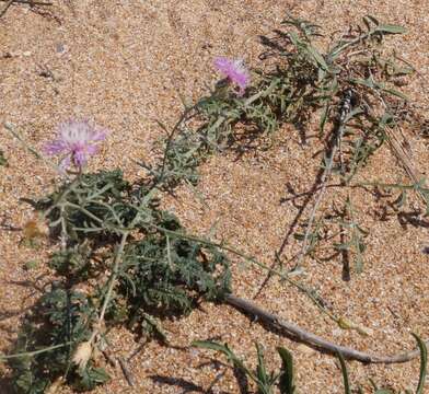 Centaurea odessana Prodan的圖片