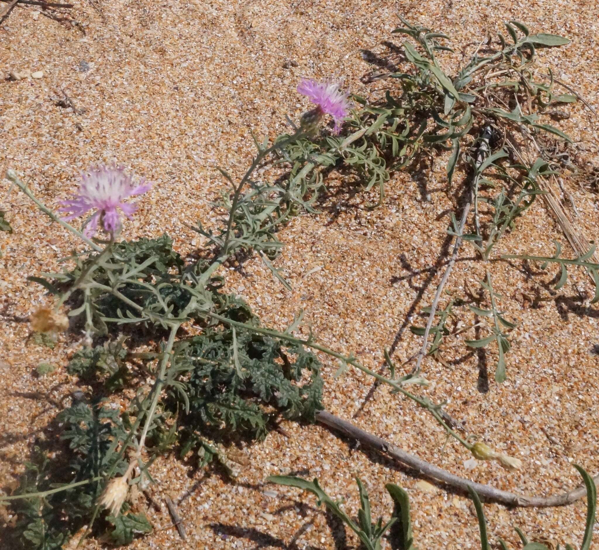 Image of Centaurea odessana Prodan