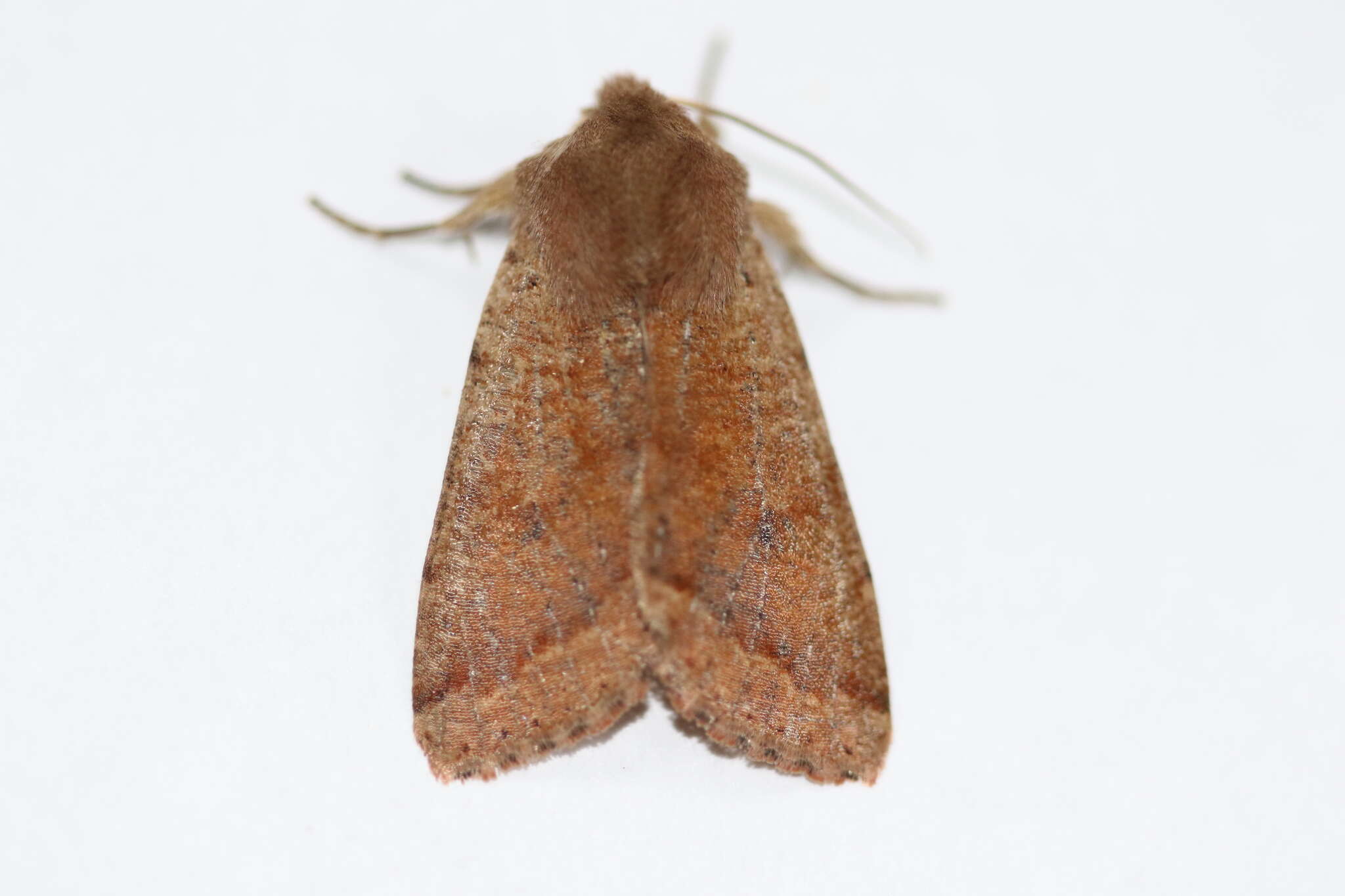 Image of Orthosia pacifica Harvey 1874