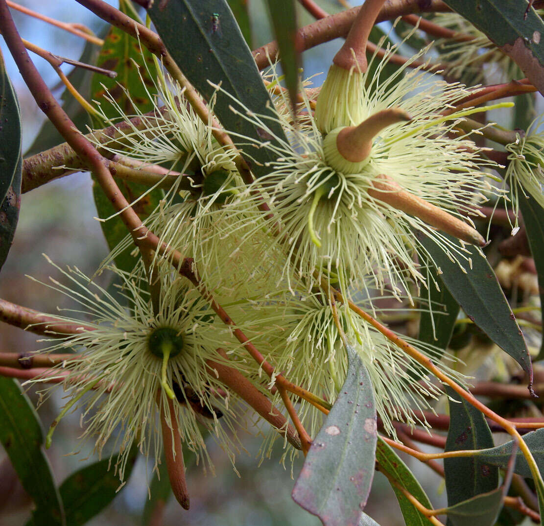 Imagem de Eucalyptus cornuta Labill.