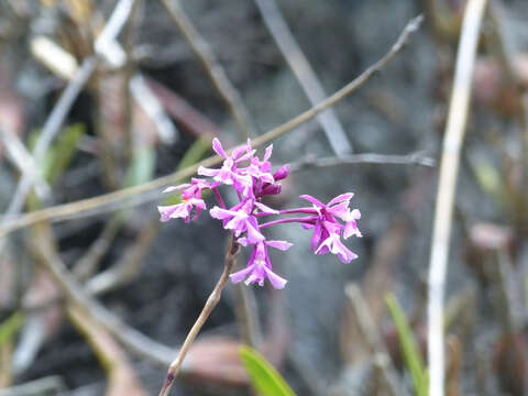 Image of Epidendrum blepharistes Barker ex Lindl.