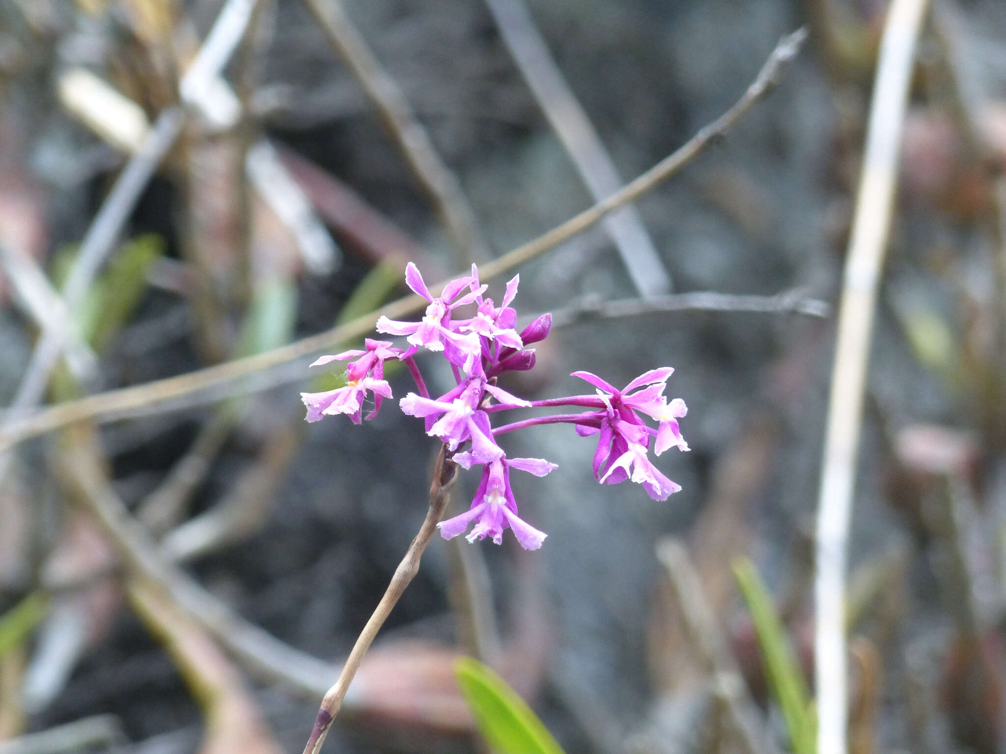 Image de Epidendrum blepharistes Barker ex Lindl.