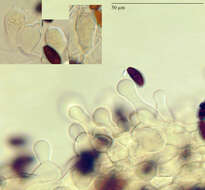 Plancia ëd Coprinopsis pseudomarcescibilis Heykoop, G. Moreno & P. Alvarado 2017