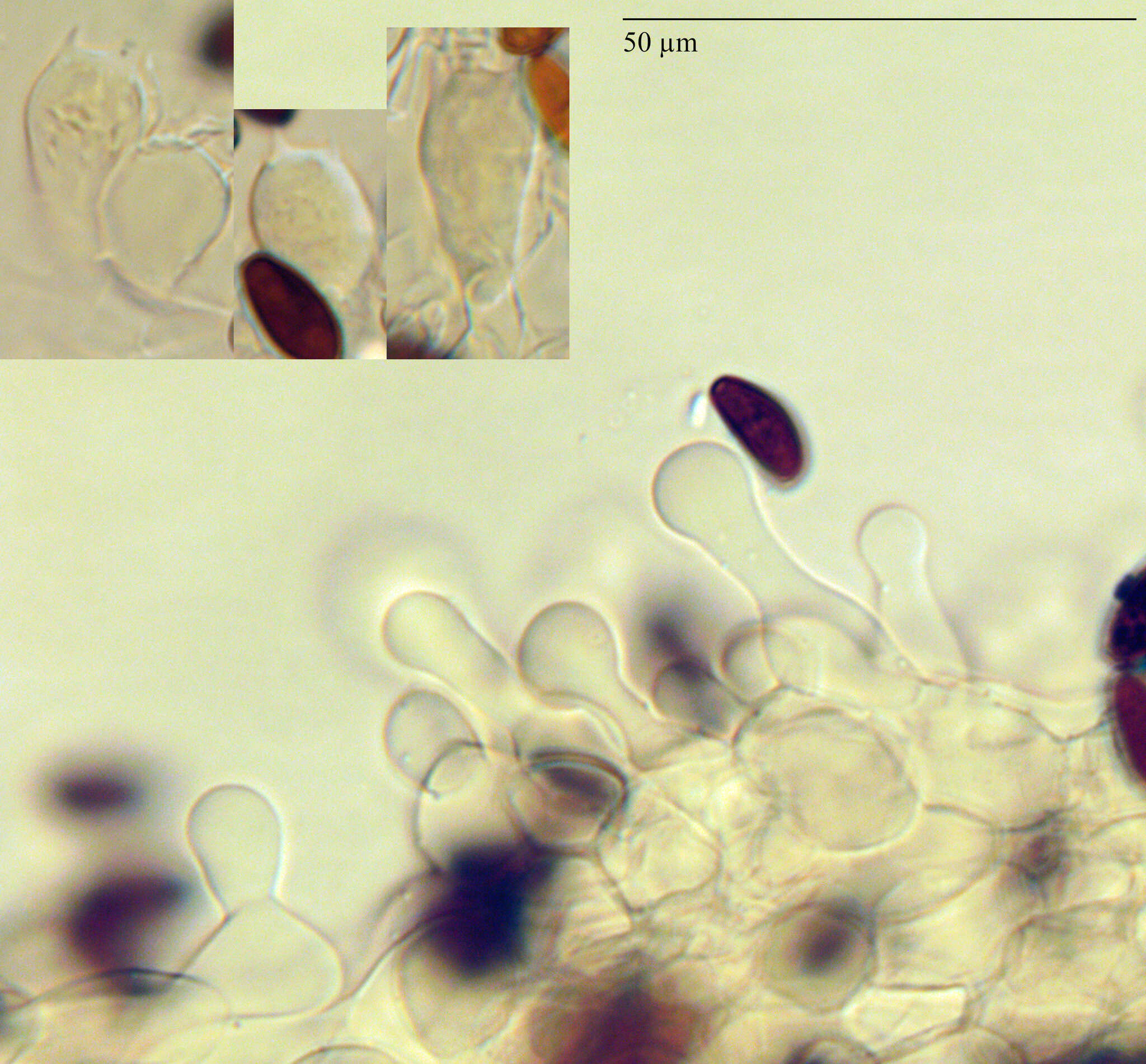 Plancia ëd Coprinopsis pseudomarcescibilis Heykoop, G. Moreno & P. Alvarado 2017