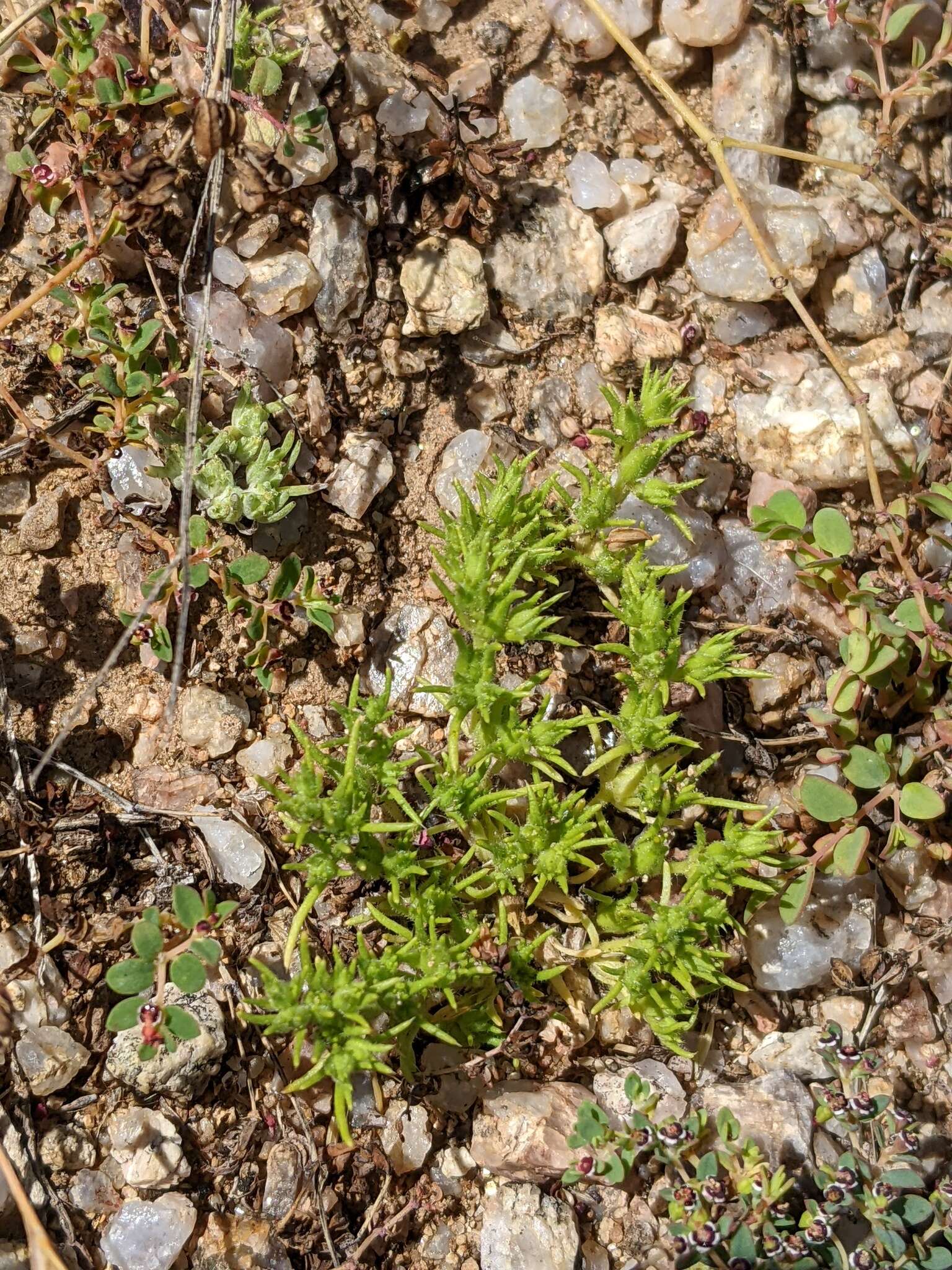 Слика од Loeflingia squarrosa Nutt. ex Torr. & Gray