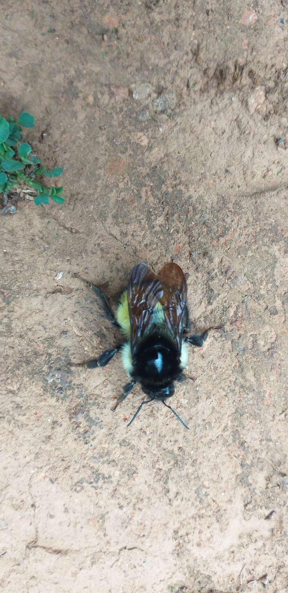 Image of Bombus weisi Friese 1903