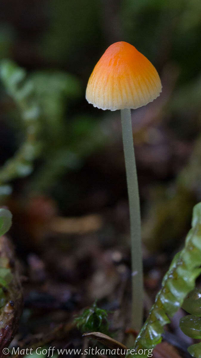 Sivun Atheniella aurantiidisca (Murrill) Redhead, Moncalvo, Vilgalys, Desjardin & B. A. Perry 2012 kuva