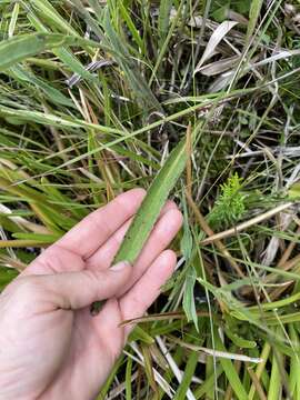 Image of ovateleaf cacalia