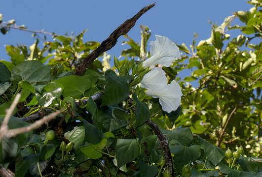 Слика од Ipomoea shupangensis Baker