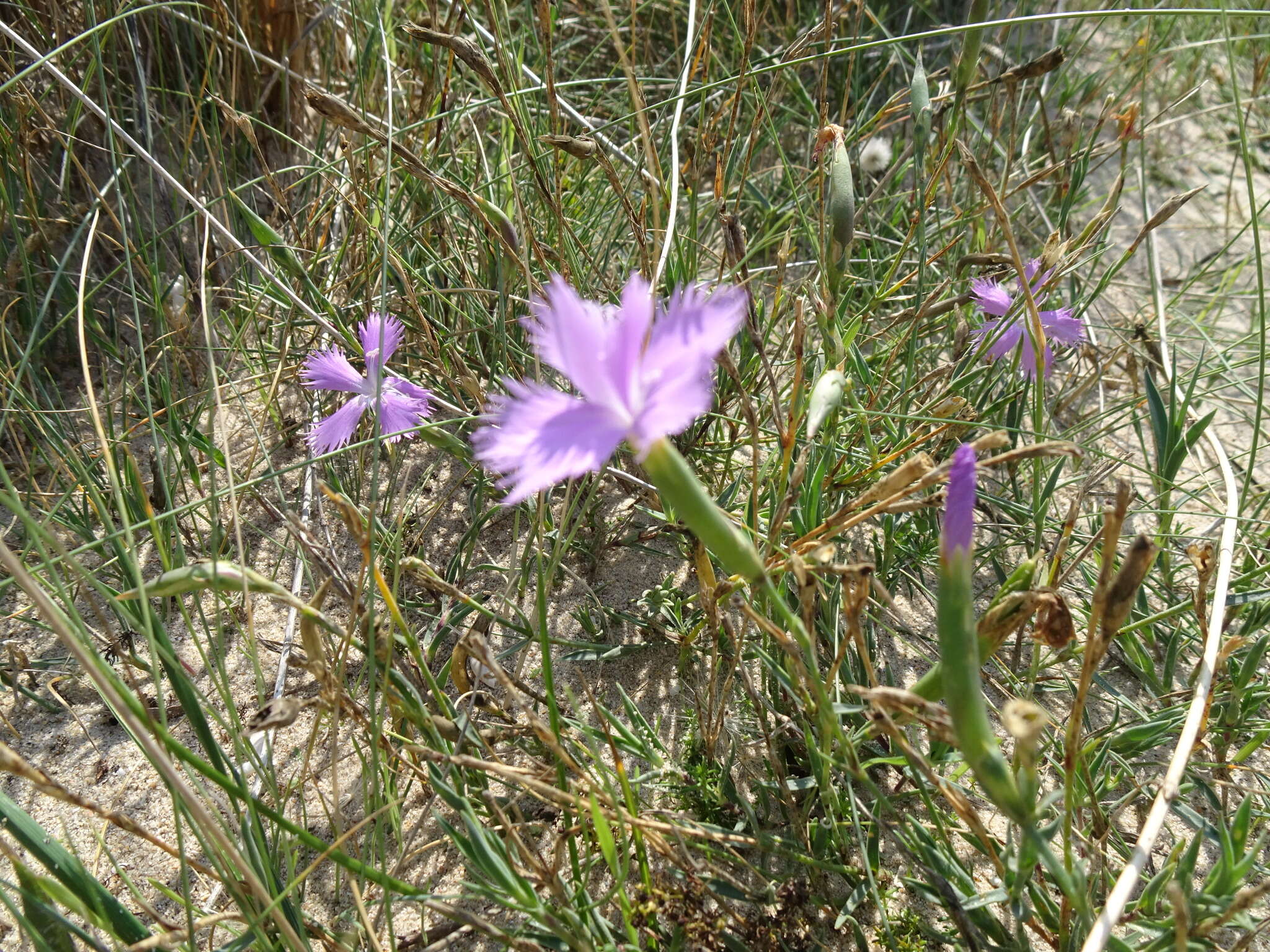 Слика од Dianthus gallicus Pers.