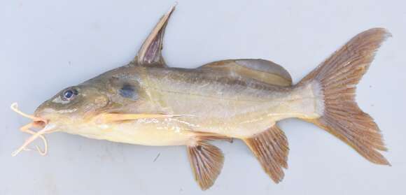 Image of Catfish