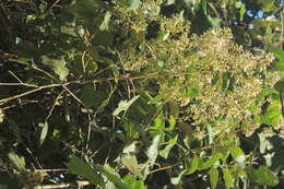 Jungia ferruginea L. fil. resmi